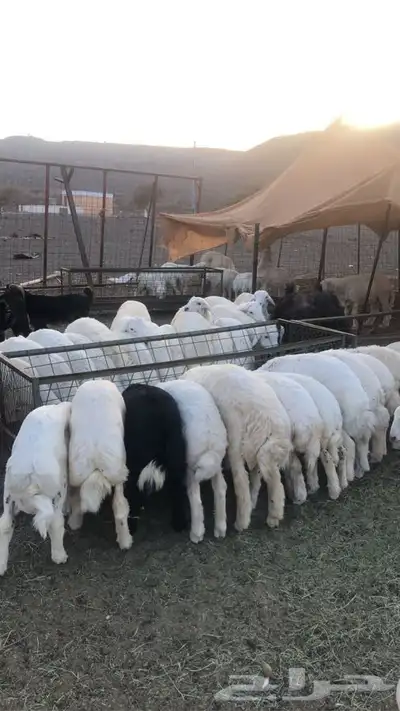 ذبايح طليان حريه من البر مع الذبح والتوصيل لبيتك 40