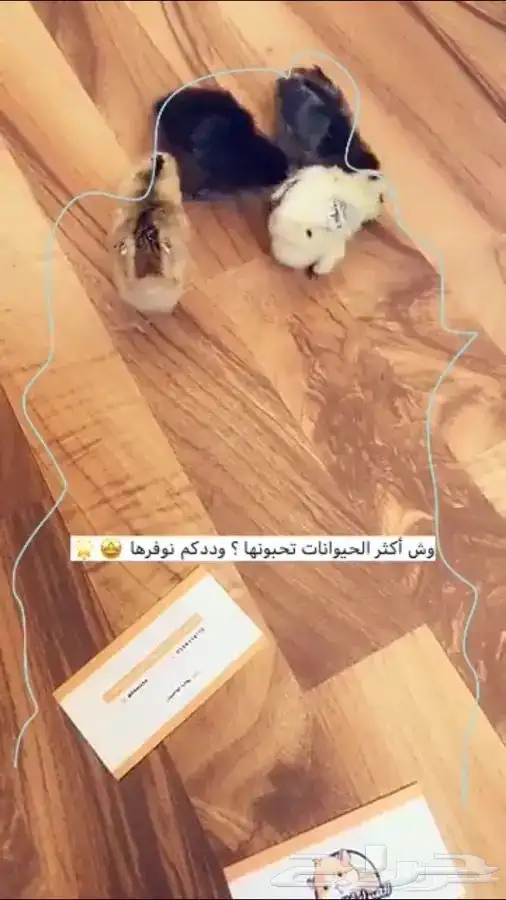 صغير الدجاج متوفر تمارا 2