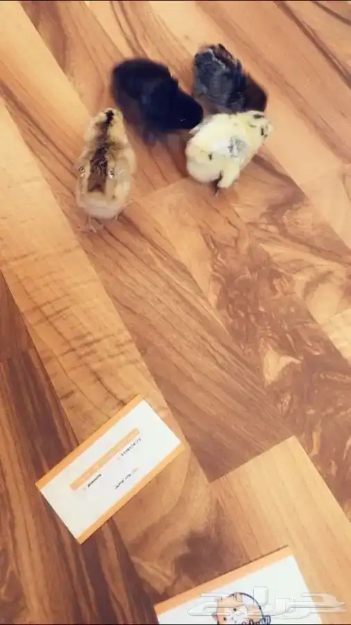 صغير الدجاج متوفر تمارا 1