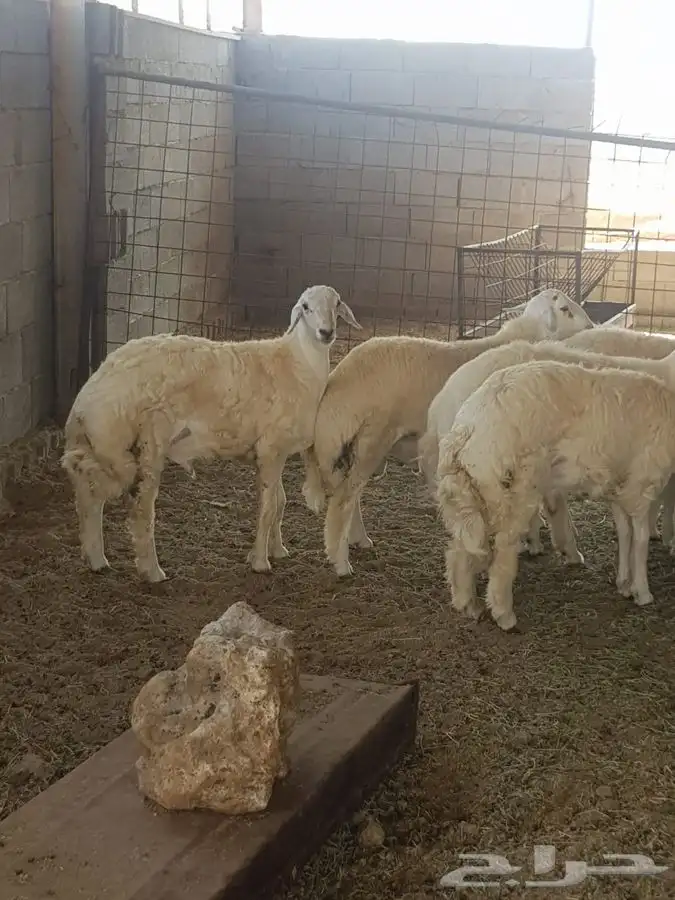 النايف طبخ لجميع المناسبات وعقود اعاشه الحجاج وتوفير الحلال 2