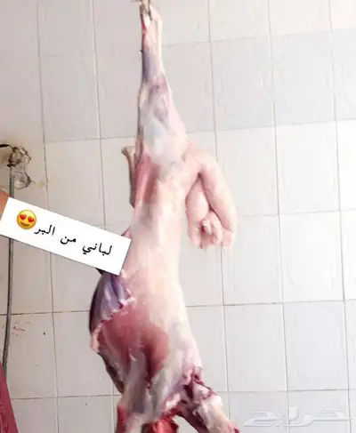 ذبايح طليان حريه من البر مع الذبح والتوصيل لبيتك 1