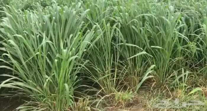 شتلات بونيكام اسباني هجين كبير 0