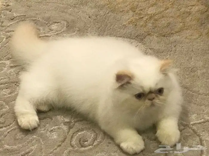 قطط تزاوج 2