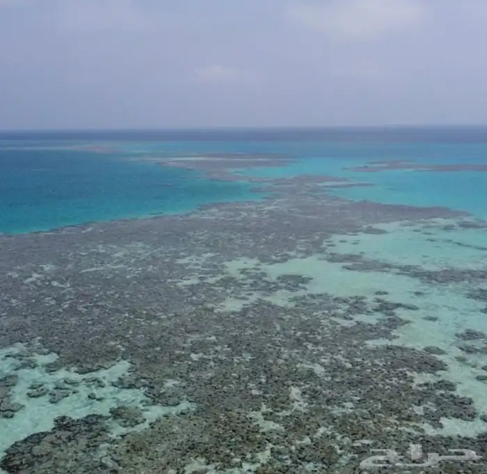 مالديف جدة رحلات بحرية جزيرة بياضه 12