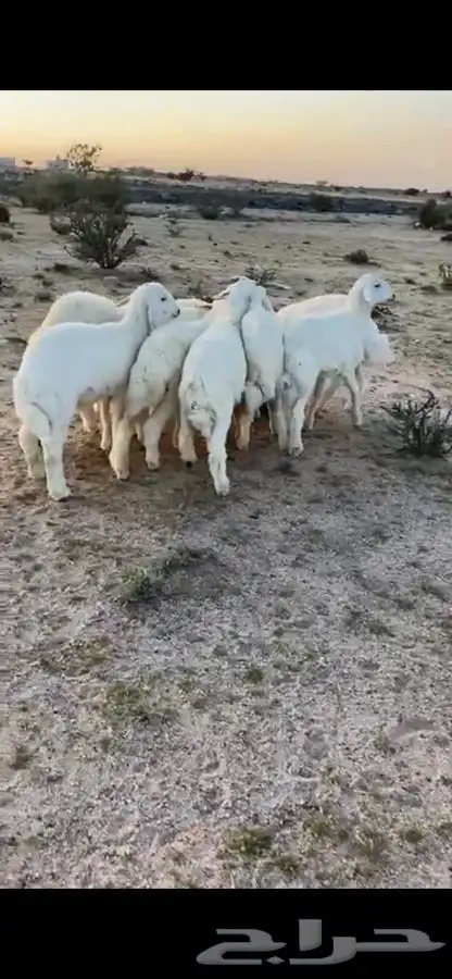 ذبائح بريه نظيفه واذا ما اعجبتك لاتدفع ريال واحد 2