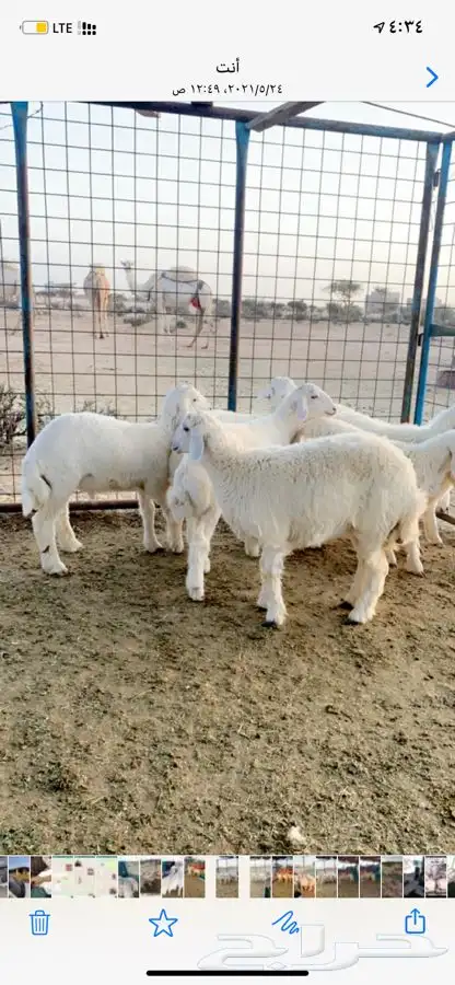 ذبائح بريه نظيفه واذا ما اعجبتك لاتدفع ريال واحد 3