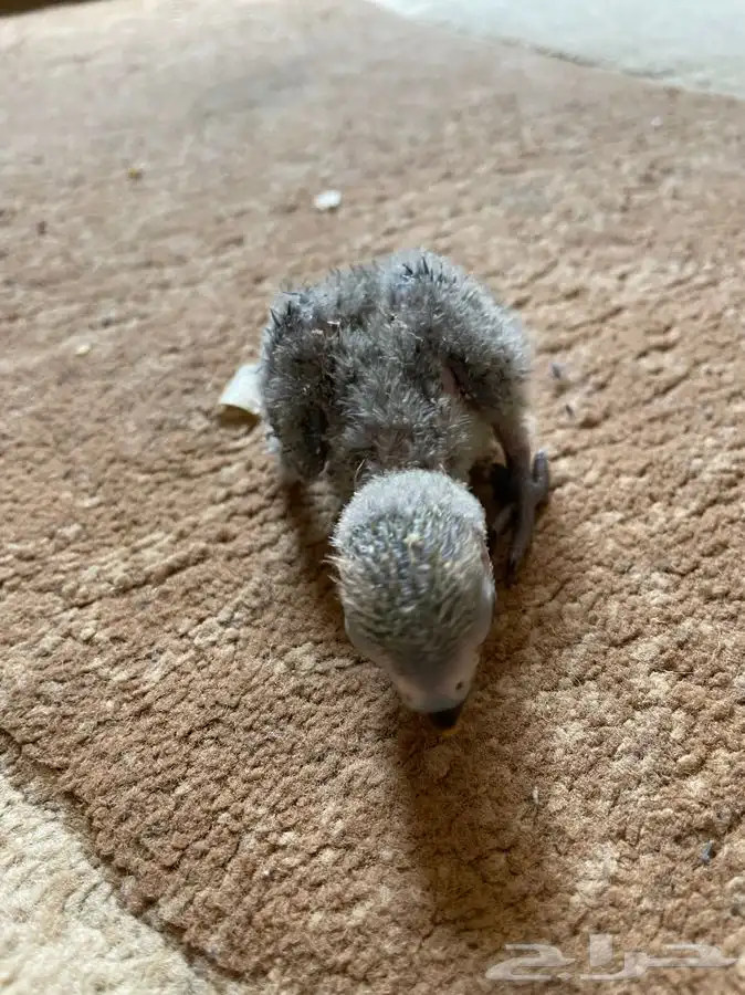 فروخ روز لمحبي الهدد غرر(تم البيع) 2