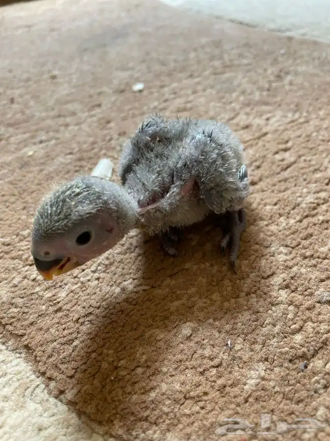 فروخ روز لمحبي الهدد غرر(تم البيع) 1