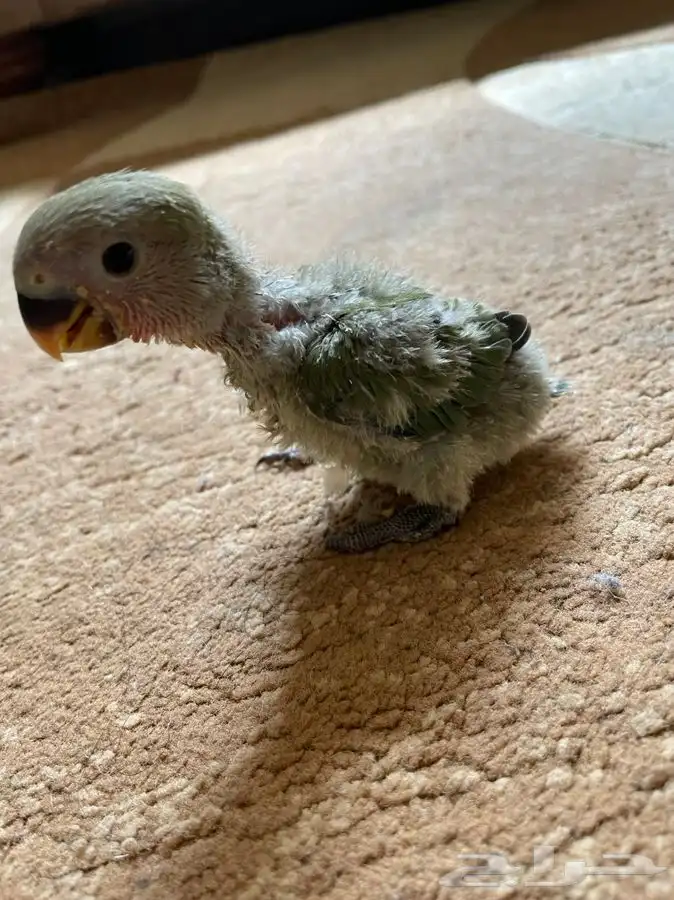 فروخ روز لمحبي الهدد غرر(تم البيع) 4