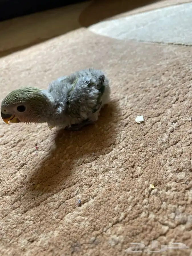 فروخ روز لمحبي الهدد غرر(تم البيع) 5