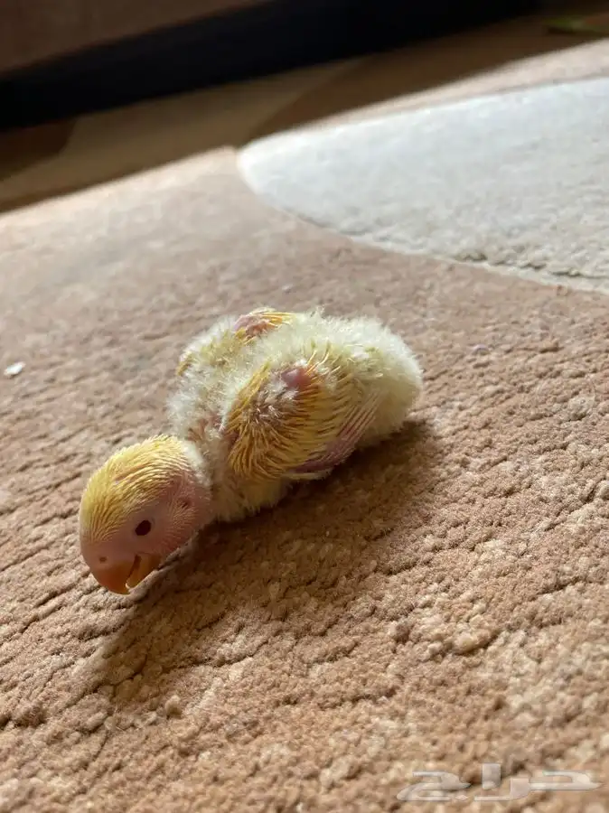 فروخ روز لمحبي الهدد غرر(تم البيع) 3