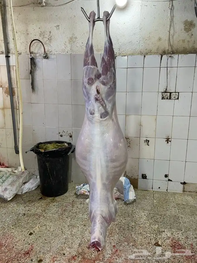ذبايح وطلبات حريه شامل الذبح والطبخ والتوصيل 4