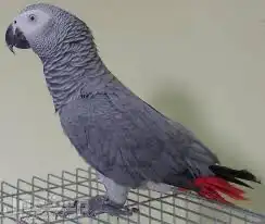 ببغاء كاسكو جوز 2