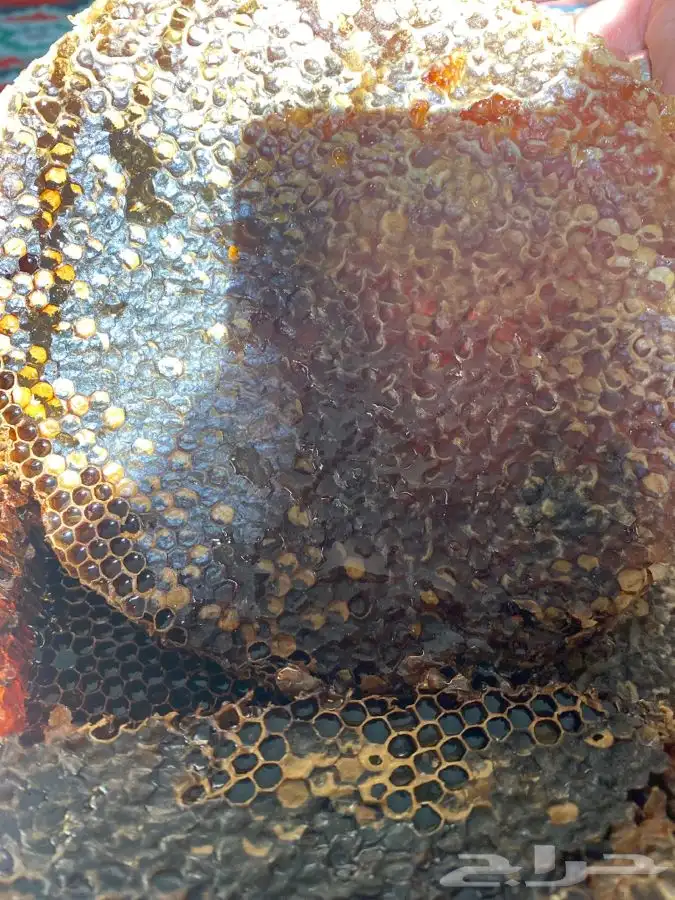 عسل سمر طلح مع سدر شمع وصافي 7