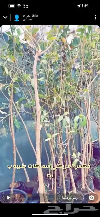 شتلات واشجار باسعار طيبه 8