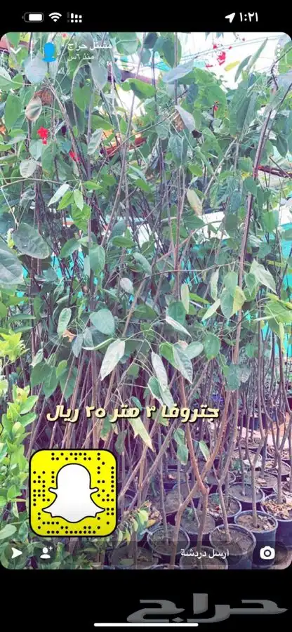 شتلات واشجار باسعار طيبه 7