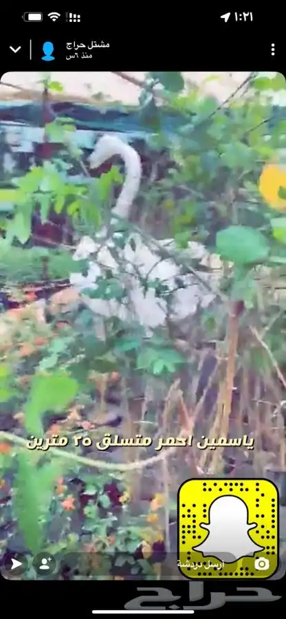 شتلات واشجار باسعار طيبه 9