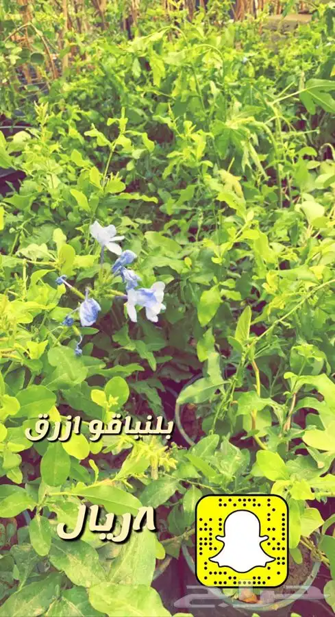 شتلات واشجار باسعار طيبه 3