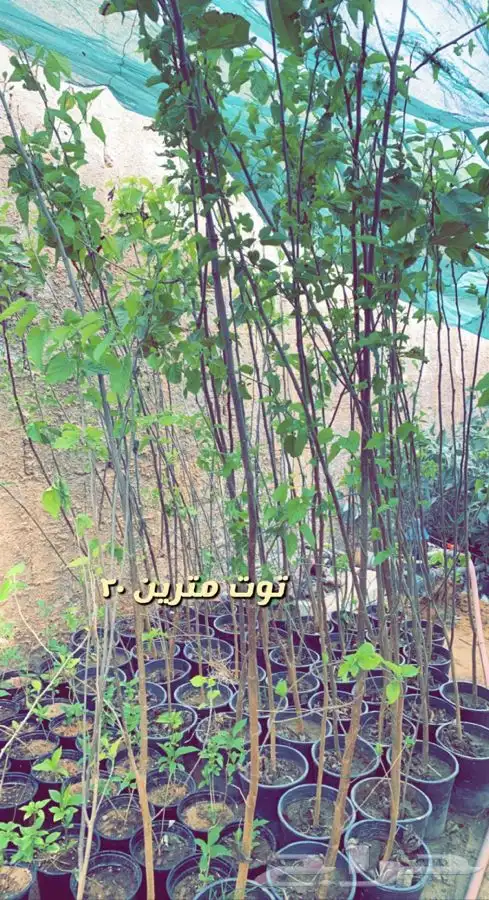 شتلات واشجار باسعار طيبه 0