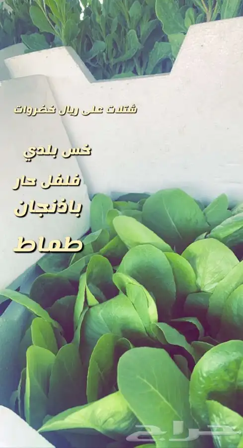 شتلات واشجار باسعار طيبه 11