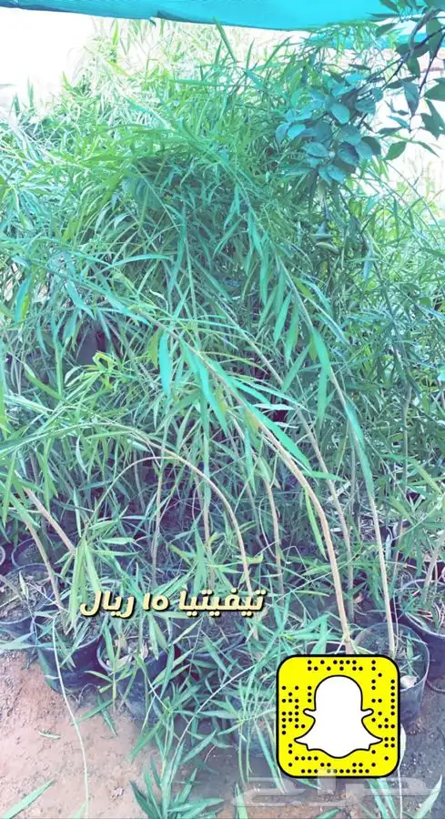 شتلات واشجار باسعار طيبه 2