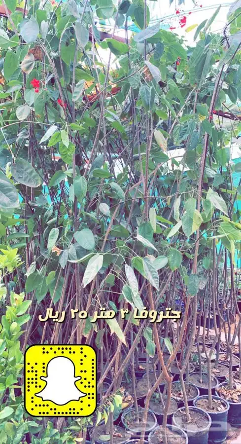 شتلات واشجار باسعار طيبه 1