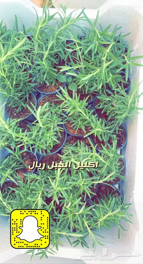 شتلات واشجار باسعار طيبه 14