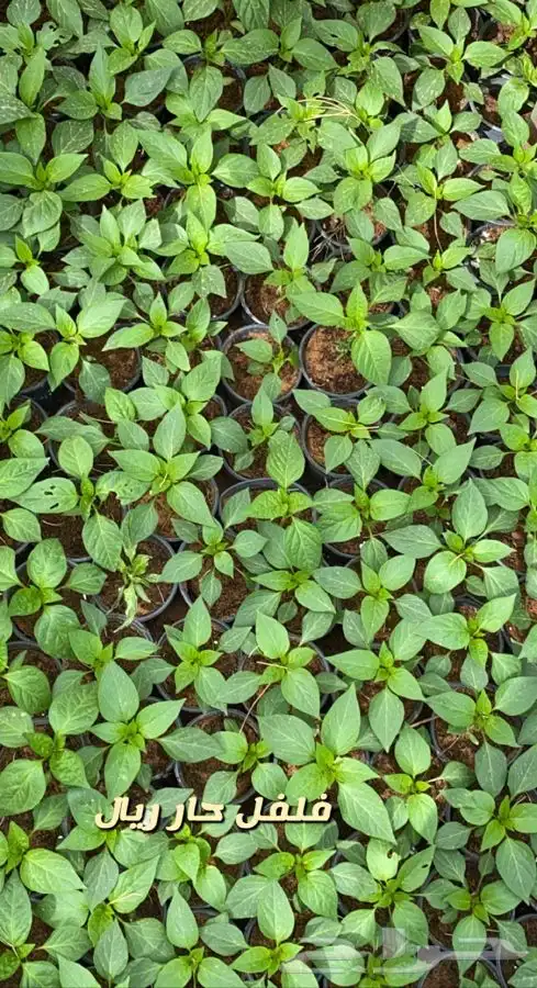 شتلات واشجار باسعار طيبه 16