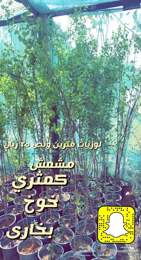 شتلات واشجار باسعار طيبه 13