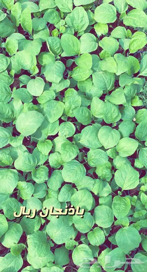 شتلات واشجار باسعار طيبه 15