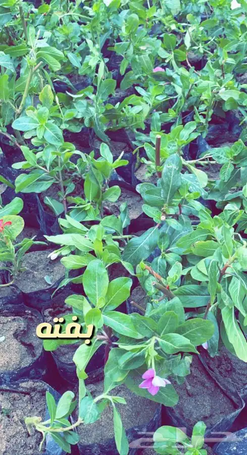 شتلات واشجار باسعار طيبه 4