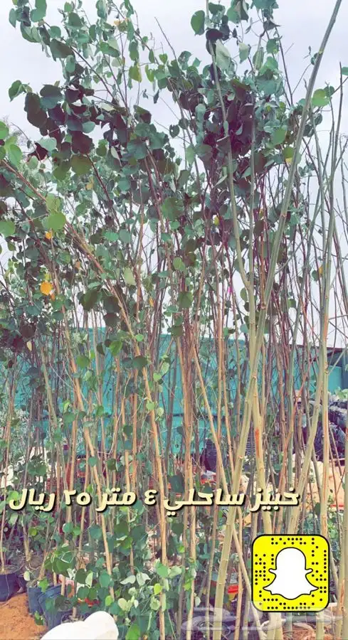 شتلات واشجار باسعار طيبه 5