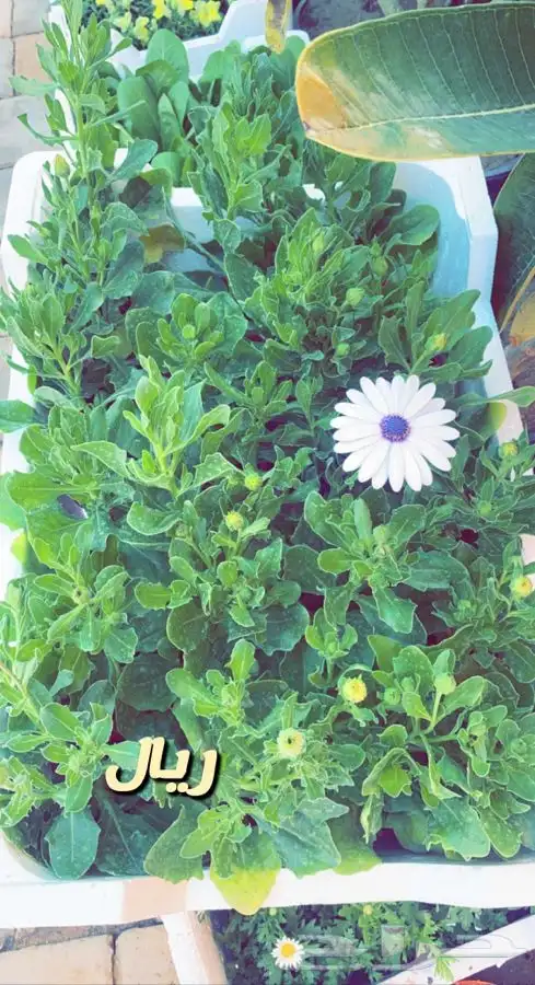 شتلات واشجار باسعار طيبه 12