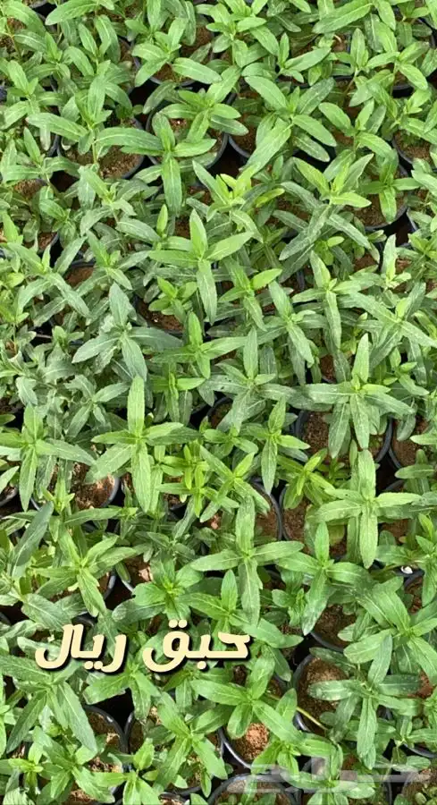 شتلات واشجار باسعار طيبه 17