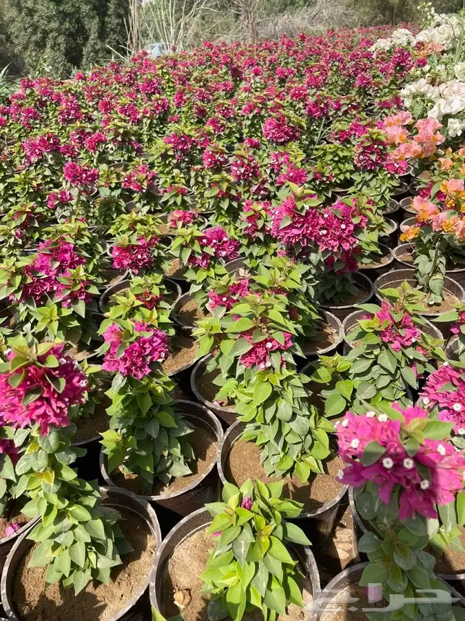 شتلات واشجار باسعار طيبه 10