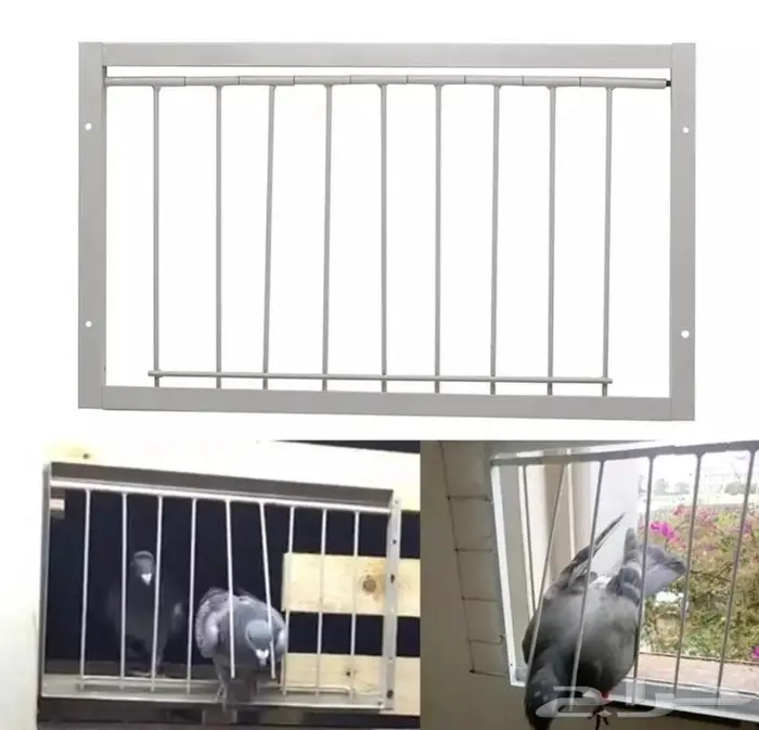 باب حضيرة حمام مصيدة حمام باب عشة 1