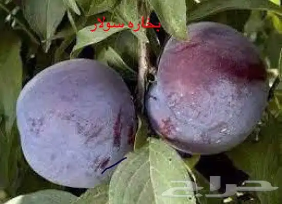 شتلات تين مضمون من أفظل الانواع 8