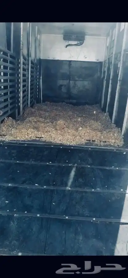 عربة نقل خيل 5 روس للتوصيل 1