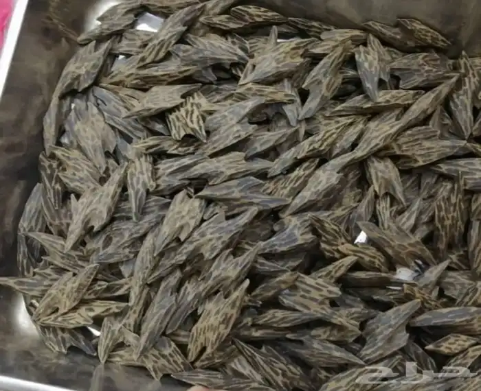 عود - عود تايجر كمبودي 1