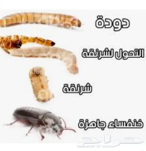 ديدان القبابي 2