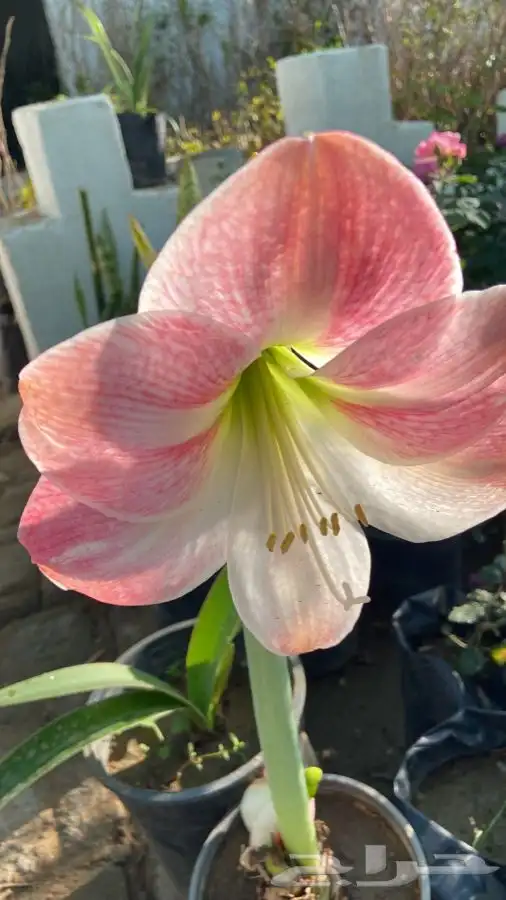 شتلات بلدي منتجه 3