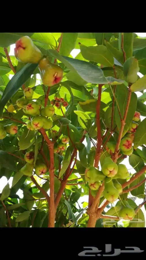 شتلات بلدي منتجه 22