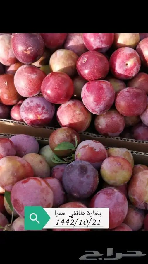 شتلات بلدي منتجه 11