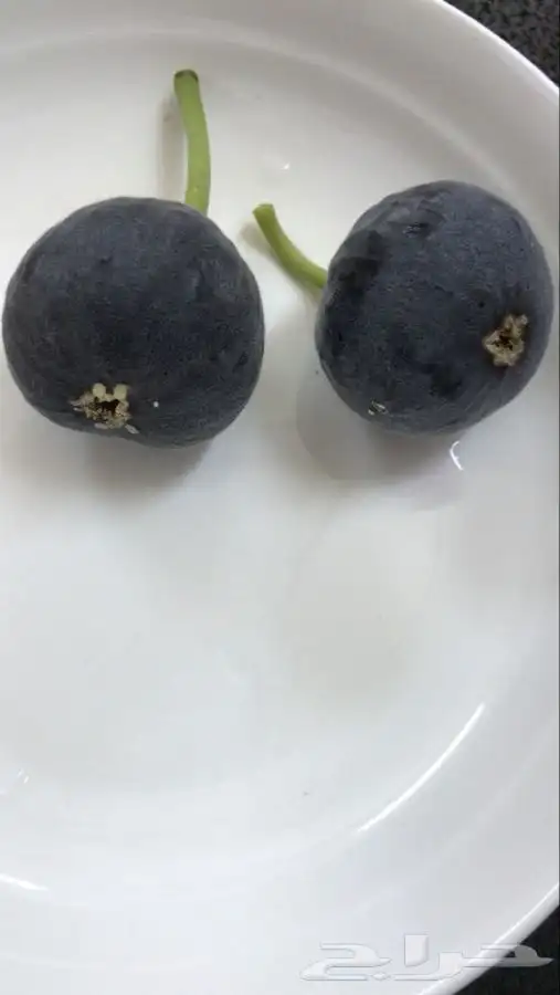 شتلات بلدي منتجه 10