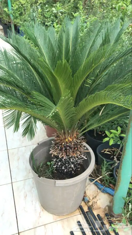 شتلات بلدي منتجه 2