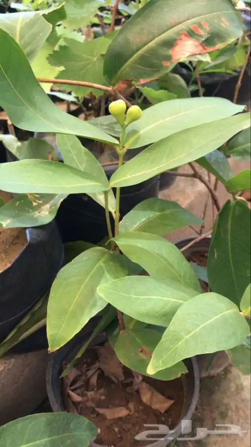 شتلات بلدي منتجه 13