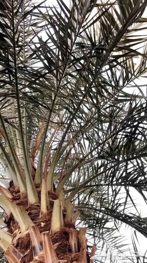 تكريب وتلقيح النخل 22