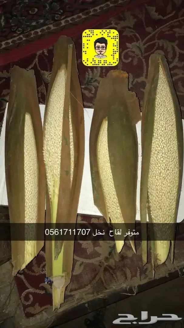 تكريب وتلقيح النخل 13