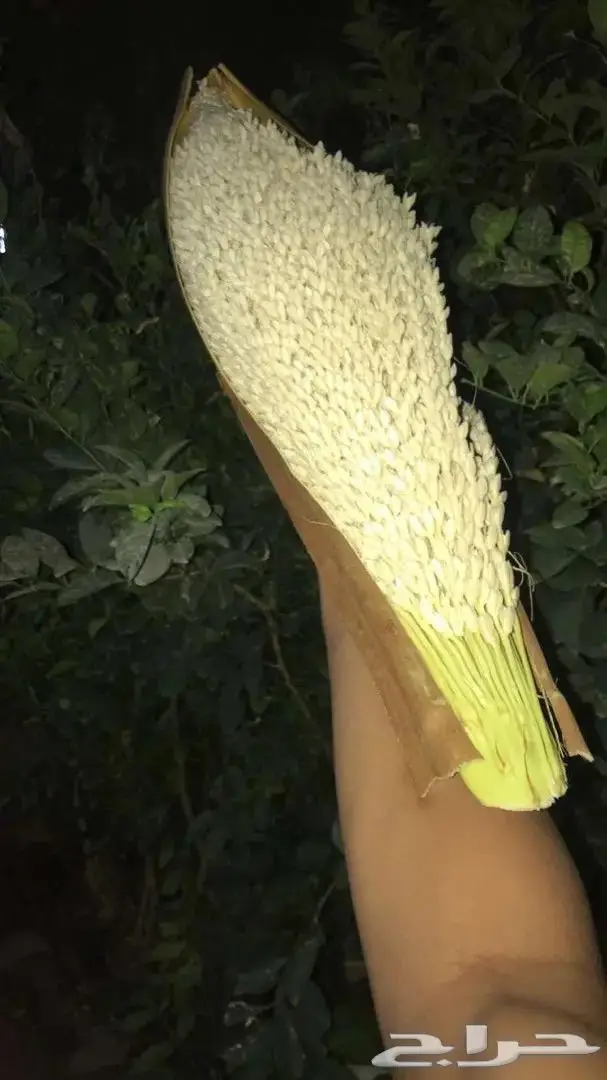 تكريب وتلقيح النخل 19