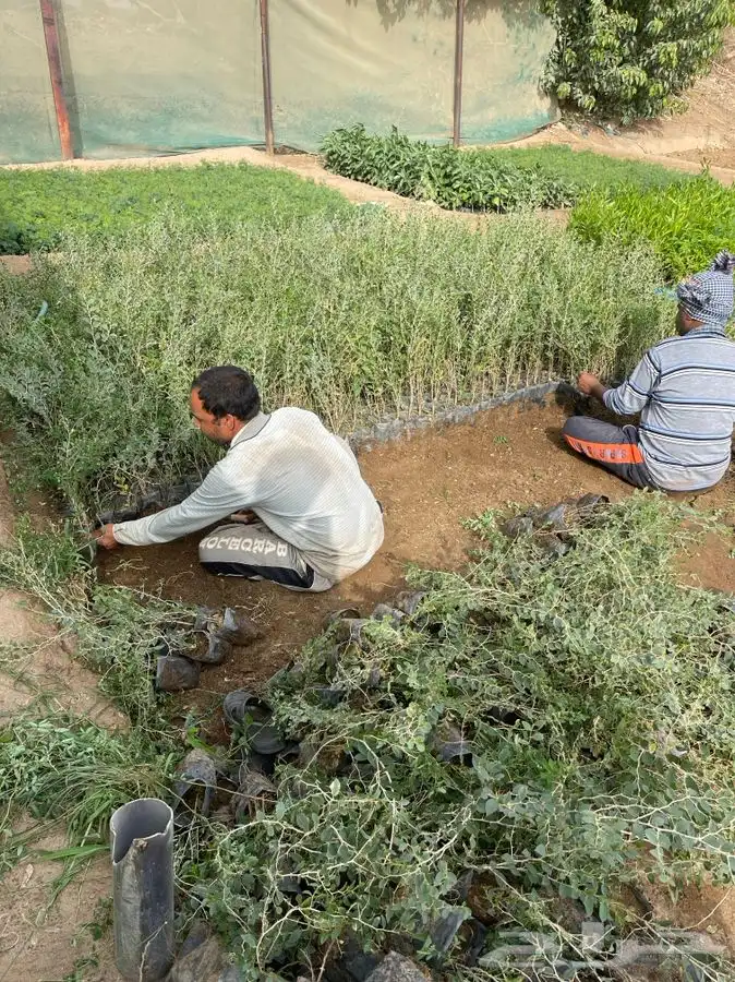 سدر بلدي لوز هندي و طلح مشاتل التكامل الخضراء 0533351329 2